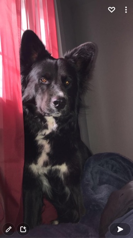 Australian Shepherd – Great pet