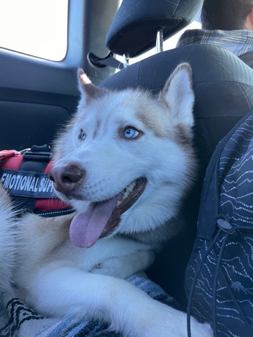 Siberian Husky – Need new home for Pumpkin!