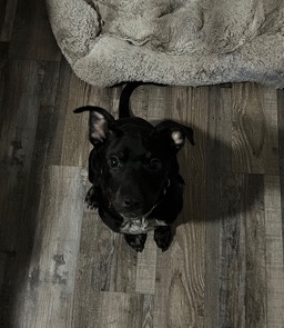 5 month old loving pup 