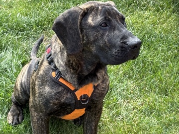 Perro de Presa Canario – Beautiful Presa canario – Rochester