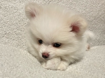 Purebred Pomeranian Puppy – Female. 