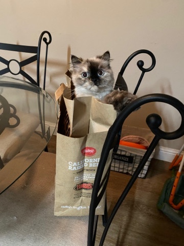 Sassy the long haired sweetie 