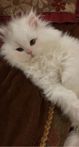 Minskin – cats