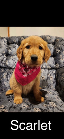 Golden Retriever – Scarlet: AKC Golden Retriever Pup