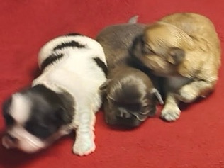 AFFORDABLE, ADORABLE SHIH TZU PUPPIES