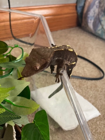 Bo Jango the Gecko