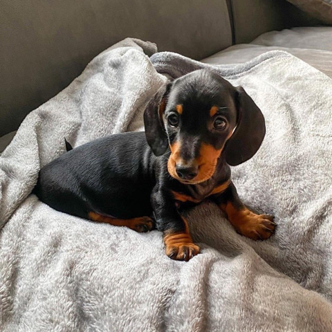 Dachshund – Dachshund