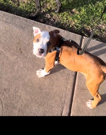 American Pit Bull Terrier – Rehome