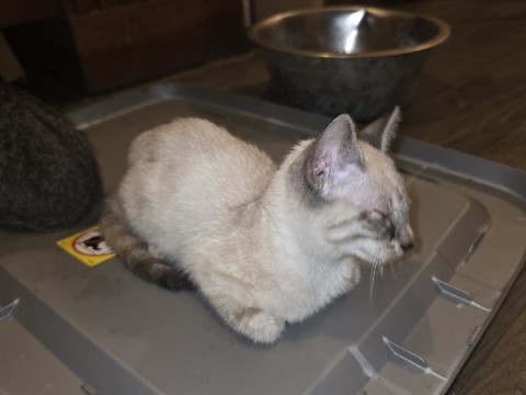 American Shorthair – Disabled kitten – Houston