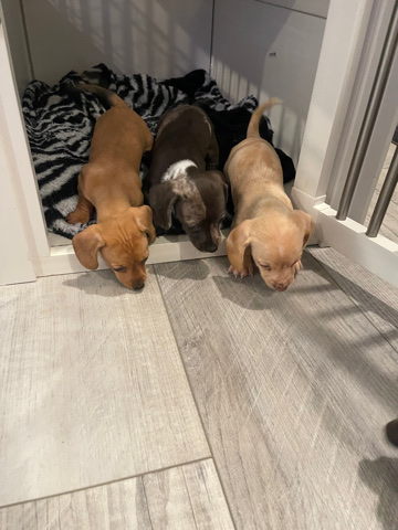 Dachshund – Dachshund Puppies