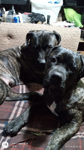 English Mastiff – American Bandogge puppies (text me 3O***l)