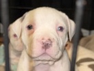 Bull Terrier – Bully Puppy 6 weeks – Dacula
