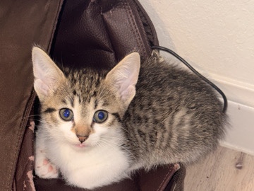 Friendly 10-Week-Old Kittens for Sale – New Braunfels – New Braunfels