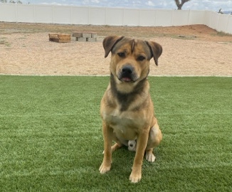 Mixed Breed – Male German Shepherd/Pitbull Mix – Barstow