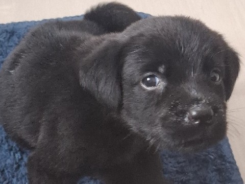 Labrador Retriever – labrador male puppy – Lucknow