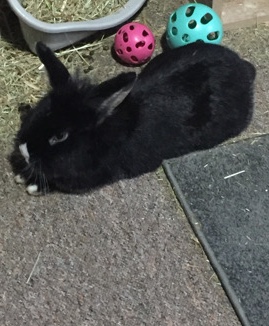 Lionhead – rabbit for sale