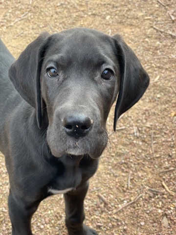 Great Dane – Female Great Dane