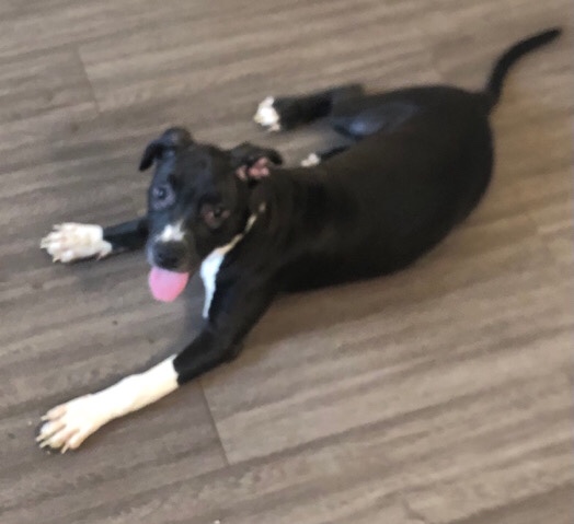 Bull and Terrier – Bully Puppies