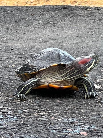 Any – red eared slider turtle