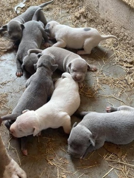 American Staffordshire Terrier – Cuddy Buddies