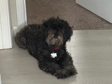 Poodle – Mason – San Antonio
