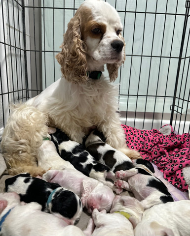 American Cocker Spaniel – AKC cocker spaniels