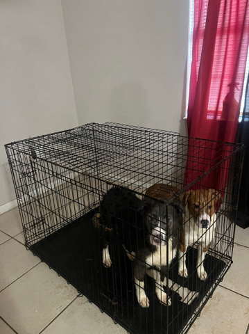 German Shepherd – two 8 month old german x pit mix