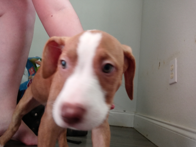 American Pit Bull Terrier – American Pitbull Terrier Puppies