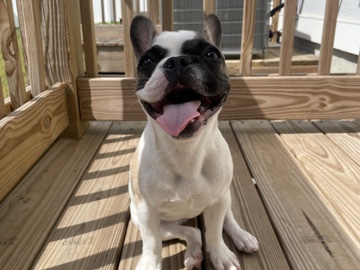 Bouvier des Flandres - French bulldog  available for adoption in Ashqelon