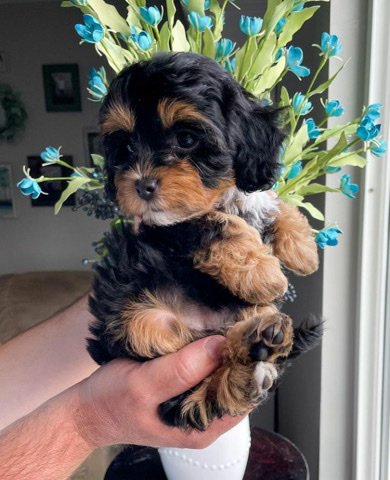Yorkshire Terrier – Yorkshire puppies for rehoming