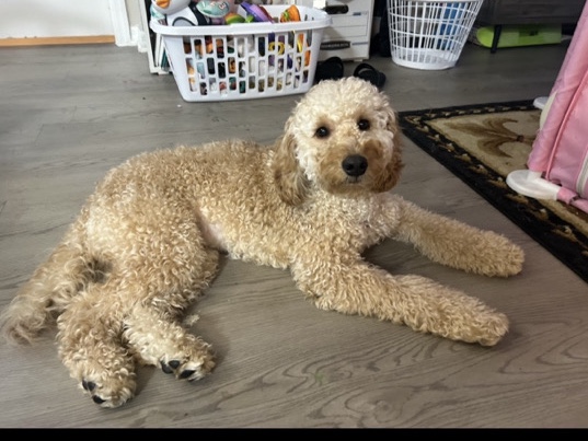 Goldendoodle – Golden Doodle – Sunrise