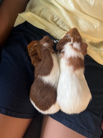 guinea pig – 2 baby guinea pigs