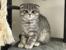 Scottish Fold – female Scottish fold kittens – Auburn