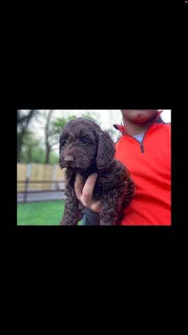 cockapoo puppies