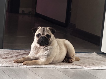 Pug – 1 yaşında pug erkek – Çubuk