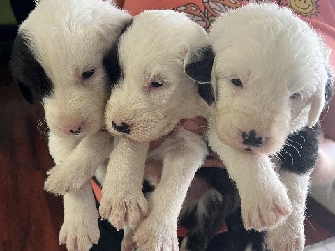 Old English sheep dog