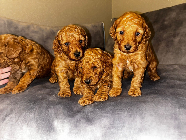 Poodle – Kc reg miniture poodle