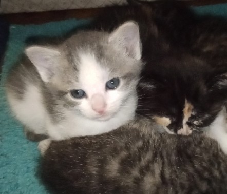 American Shorthair – DD's Kitten #5