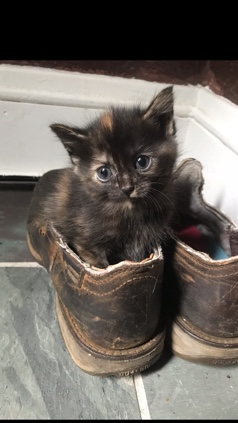 Russian White, Black and Tabby – 4 kittens