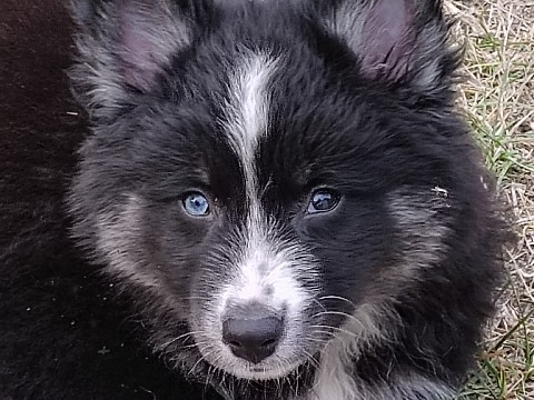 Pomsky – Midnight the male Pomsky – Muskegon Heights