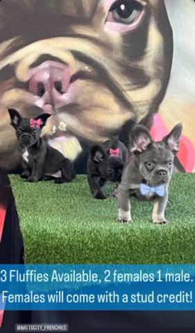 French Bulldog – fluffy puppies available