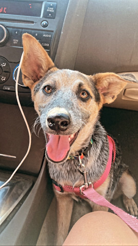 Rehoming 7 month puppy