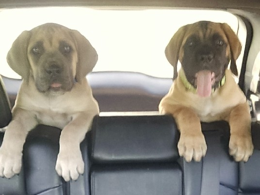 Cane Corso - Cane Corso available for adoption in Tupelo