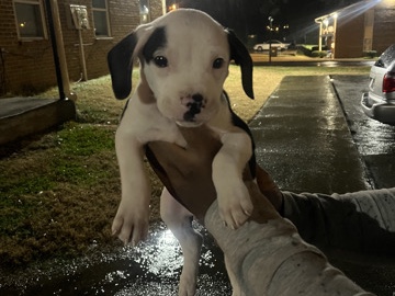 American Pit Bull Terrier – Kobe pitbull