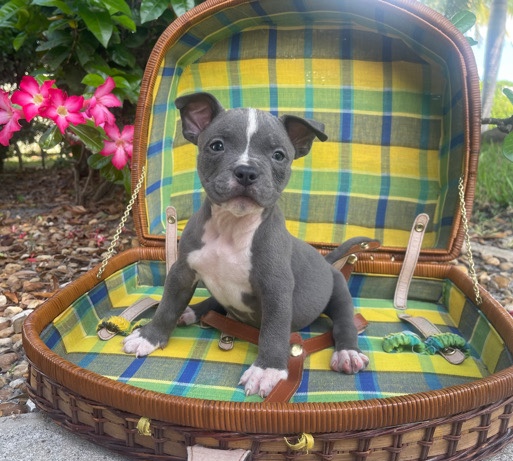 Toy Bulldog – Pocket bully puppy