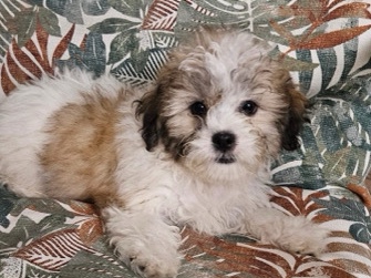 Shih Tzu Bichon Fresee