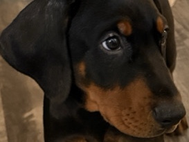 Doberman Pinscher – Pedigree Doberman Pinscher Puppy for Sale – 3 Months Old – Omaha