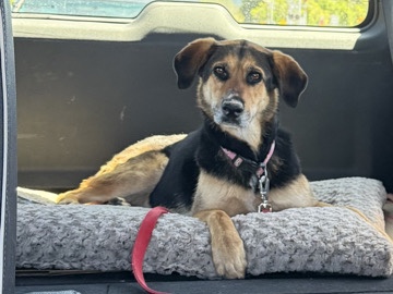 German Shepherd – Friendly Shepherd Mix Needs a New Home – Los Angeles