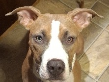 Roxi Pit/boxer mix – Christiansburg
