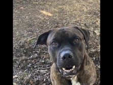 Mastiff – Bear – Vancouver